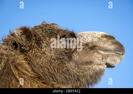Close, side view of Bactrian camel head (Camelus bactrianus) isolated outdoors in sunshine facing right, West Midland Safari Park, UK. Stock Photo