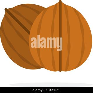 Walnuts in shell vertically flat isolated Stock Vector