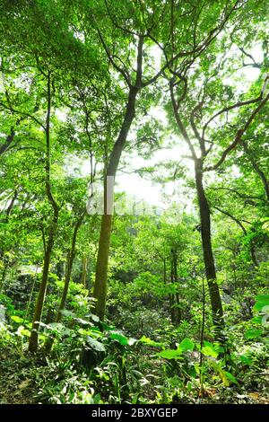 Fresh green forest with sunbeams Stock Photo