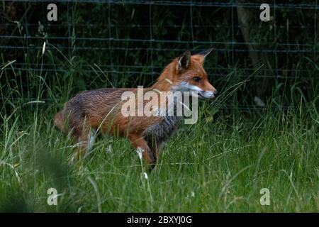 Red Fox (Vulpes vulpes) in a field next to woodland, UK Stock Photo