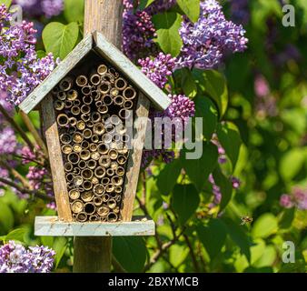 Close up front view of aged antique bee hotel with wooden tubes and purple flowers to background Stock Photo