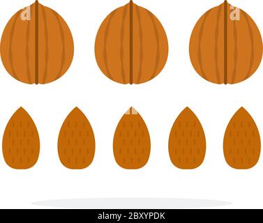 Walnuts and almonds in a shell and in a row flat isolated Stock Vector
