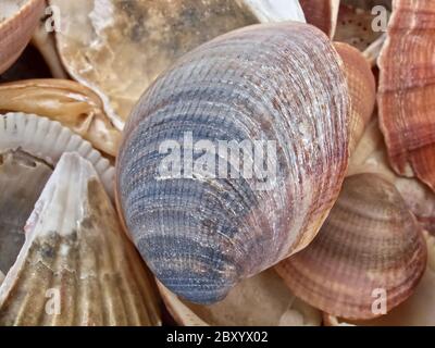 Macro of sea shells at a beach Stock Photo