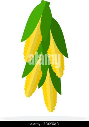 Associated corn cobs flat isolated Stock Vector