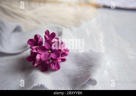 Five-pointed lilac violet flowers on a white ostrich feather. A lilac luck - flower with five petals among the four-pointed flowers of bright pink lil Stock Photo