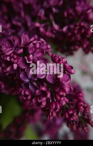 A bouquet of lilacs. Close up. Beautiful purple violet blooming lilac flowers. Greeting card. Stock Photo