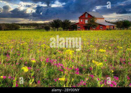 Wildflowers at a ranch in Texas near San Antonio Stock Photo