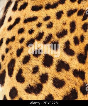 Real Leopard Skin Stock Photo
