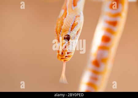 Beautiful Python molurus albina on tree branch. Stock Photo
