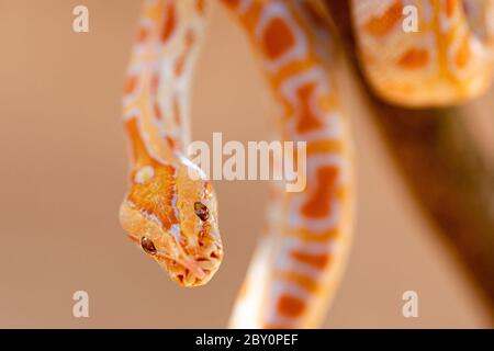 Beautiful Python molurus albina on tree branch. Stock Photo