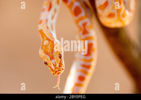 Beautiful Python molurus albina on tree branch. Stock Photo