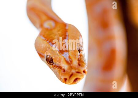 Beautiful Python molurus albina on tree branch. Stock Photo