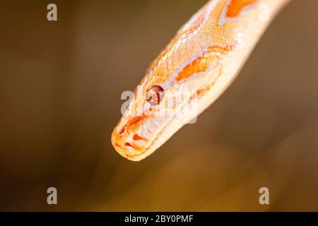 Beautiful Python molurus albina on tree branch. Stock Photo