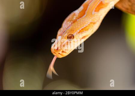 Beautiful Python molurus albina on tree branch. Stock Photo