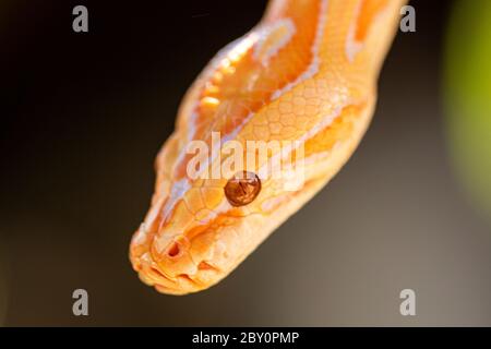 Beautiful Python molurus albina on tree branch. Stock Photo
