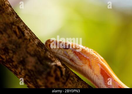 Beautiful Python molurus albina on tree branch. Stock Photo