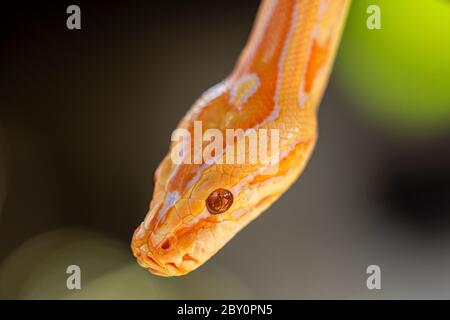 Beautiful Python molurus albina on tree branch. Stock Photo