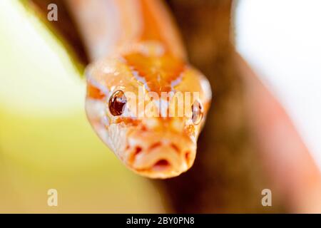 Beautiful Python molurus albina on tree branch. Stock Photo