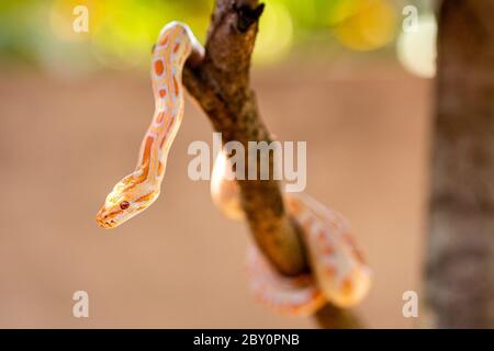 Beautiful Python molurus albina on tree branch. Stock Photo