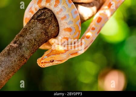 Beautiful Python molurus albina on tree branch. Stock Photo