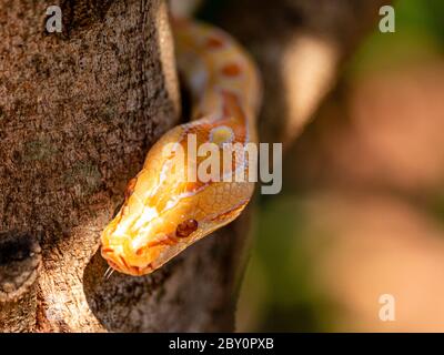 Beautiful Python molurus albina on tree branch. Stock Photo