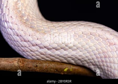 White snake skin, texture, background. Stock Photo