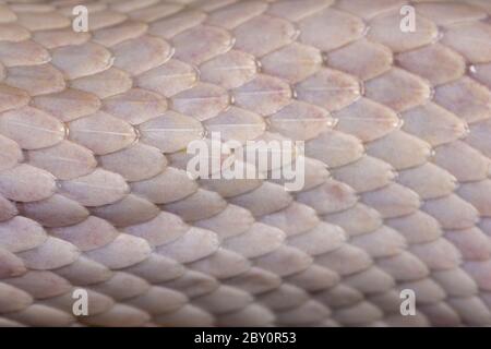 White snake skin, texture, background. Stock Photo