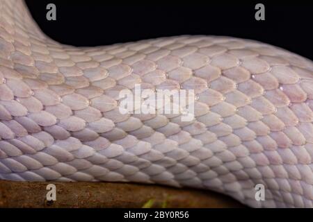 White snake skin, texture, background. Stock Photo