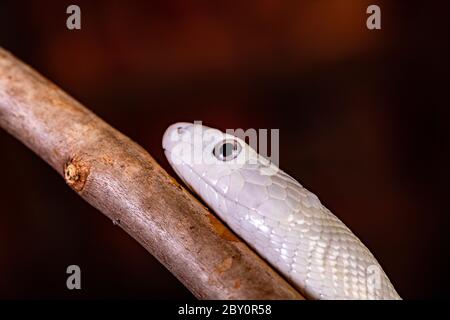 The Texas rat snake (Elaphe obsoleta lindheimeri ) is a subspecies of rat snake, a nonvenomous colubrid found in the United States, primarily within t Stock Photo