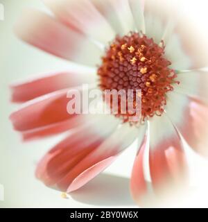 Close up of a cineraria bloom Stock Photo