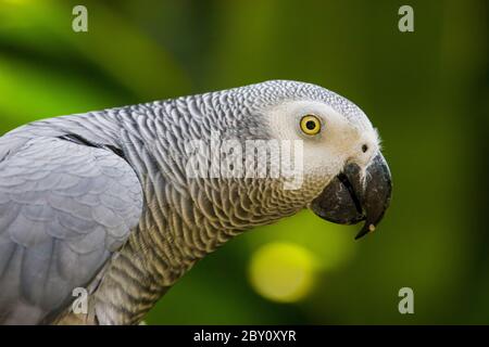 African grey parrot(Psittacus erithacus) closeup   The grey parrot is a medium-sized, predominantly grey, black-billed parrot. Stock Photo
