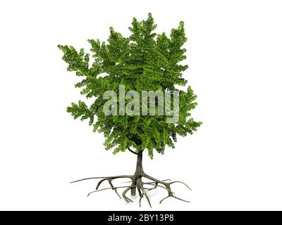 ginkgo  biloba on a white background Stock Photo