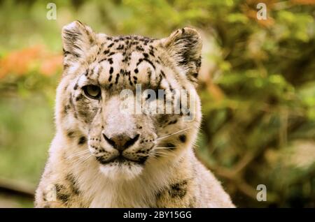 The snow leopard Stock Photo