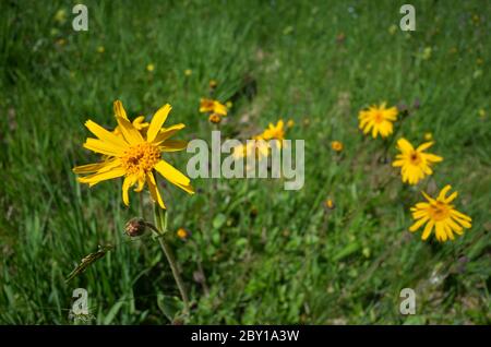 Arnica montana, also known as wolf's bane, leopard's bane, mountain tobacco and mountain arnica Stock Photo