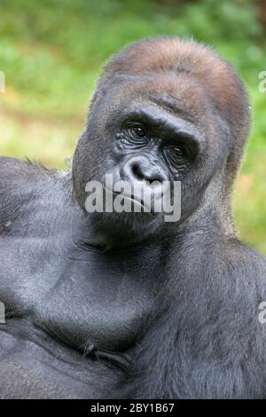 King kong gorilla king kong hi-res stock photography and images