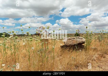 Yellow field against the backdrop of beautiful clouds, Israel Stock Photo