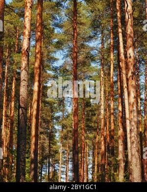 Pine Tree Forest Stock Photo