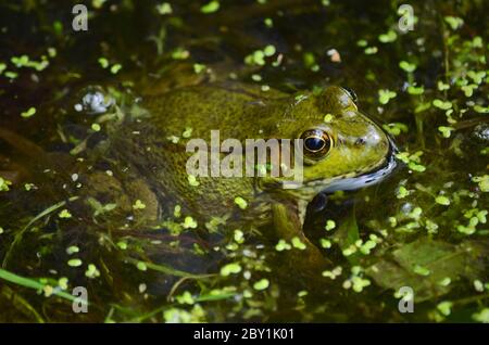 Green Frog (Lithobates clamitans) sitting in the pond Stock Photo