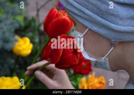 Woman in medical face mask dressed in grey smelling bright tulips growing on a flowerbed Stock Photo