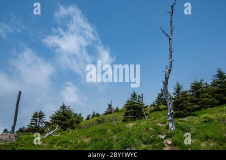 Dead trees on the ridge of Mt.Jirisan National Park Stock Photo