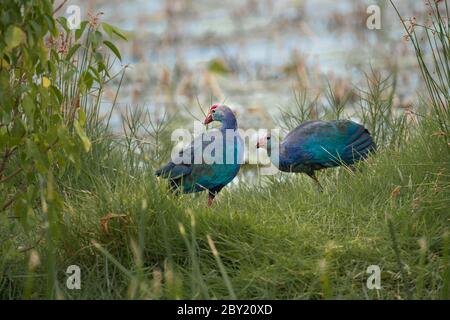 Purple swamp hen in green grasess with beautiful background. Stock Photo