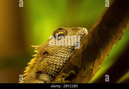 Yellow Garden Lizard or Indian Garden Lizard. World Lizard Day. Detail eye portrait of exotic tropical animal in green nature habitat in india isolate Stock Photo