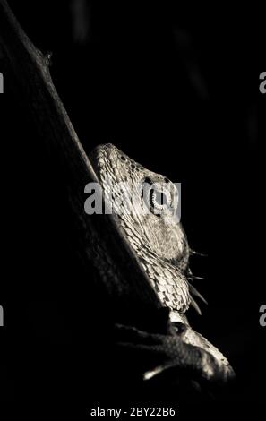 Yellow Garden Lizard or Indian Garden Lizard. World Lizard Day. Detail eye portrait of exotic tropical animal in green nature habitat in india isolate Stock Photo