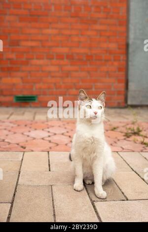 Cute white cat sitting in the rural yard at summer day, red brick wall on the background Stock Photo