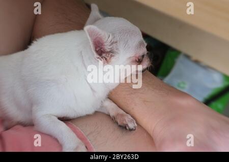 Chihua-hua is resting for man owner petting his pet, Close up. Concept Dog lover Stock Photo