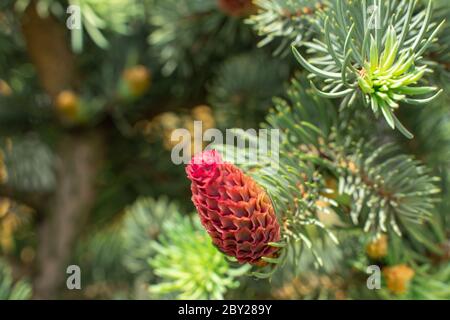 young red cones on green pine branches. spring background Stock Photo