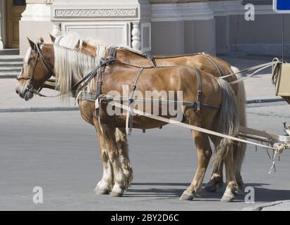 Two horses harnessed in a cart Stock Photo
