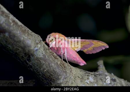 Small pink elephant hawk moth stands out with its vibrant colors on a large greenish blue branch against a dark background. Stock Photo