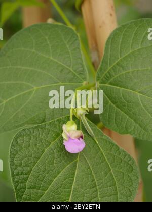 Bridgwater climbing bean flower Stock Photo