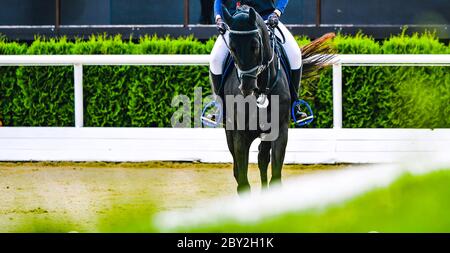 Beautiful girl on black horse in jumping show, equestrian sports. Horse and girl in uniform going to jump. Horizontal web header or banner design. Stock Photo